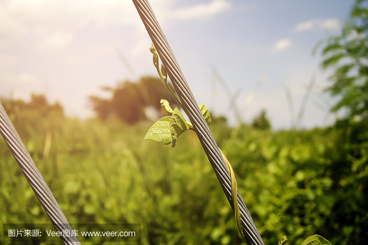 绿色的小匍匐植物攀援在阳光下美丽