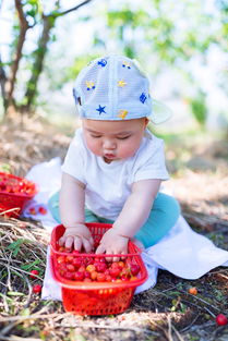 儿童摄影 晨晨一家采樱桃
